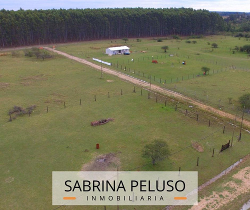 Imagen 4 de 8 de Terreno - Monte Caseros