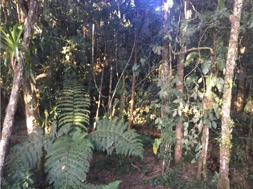 Lote Pantanillo, Envigado