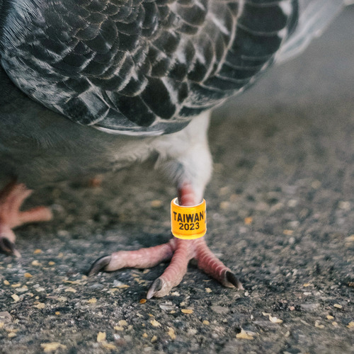 Anéis De Identificação De Aves Anel Para Pés De Pombo Para A