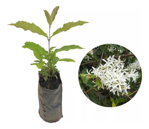 1 Arbusto Ixora  Snow  Flores Blancas Para Seto, Camellones