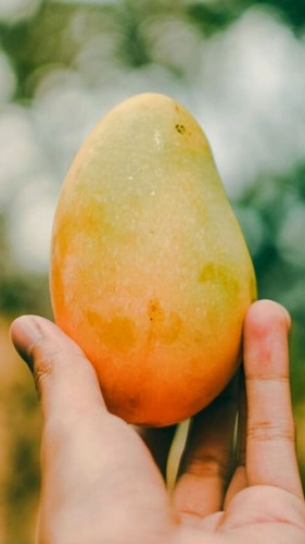 Mango Criollo O Mango De Azucar