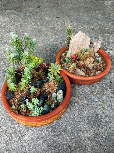 Mini Jardín De Suculentas Y Cactus Natural