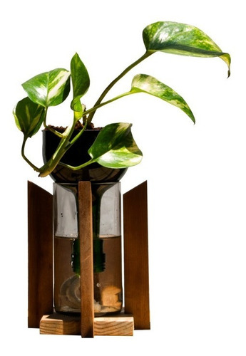 Scindapsus Little Plant 24 Con Soporte, Maceta Autorregante