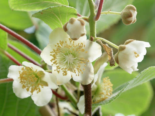Imagem 5 de 7 de Kiwi Fruta 40 Sementes Para Mudas E Bonsai Trepadeira