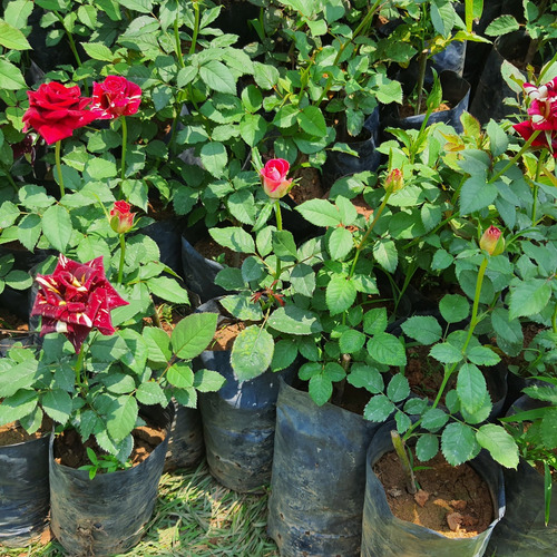 Rosas Abracadabra Bicolor - 3 Mudas Variadas Pronta Entrega