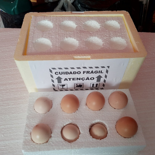 Ovos Galados Índio Das Raças Tailandes E Shamo Osaka Puros