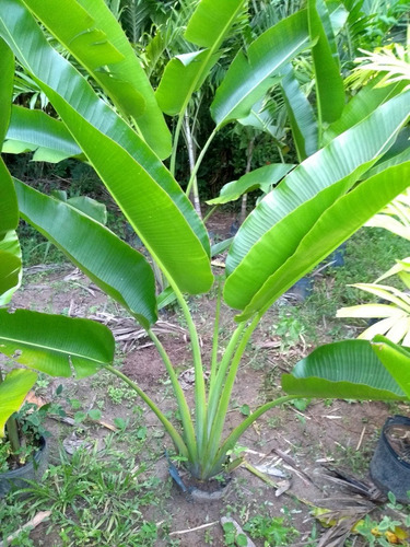 Palmeira Do Viajante 1,5m Ravenala - Retirar L Freitas - Ba