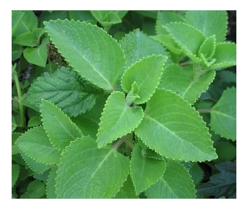 2 Mudas Menta, Hortelã-pimenta (mentha Piperita)