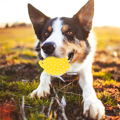 Juguetes De Látex Chirriante Para Perros, Juguetes Para Cach