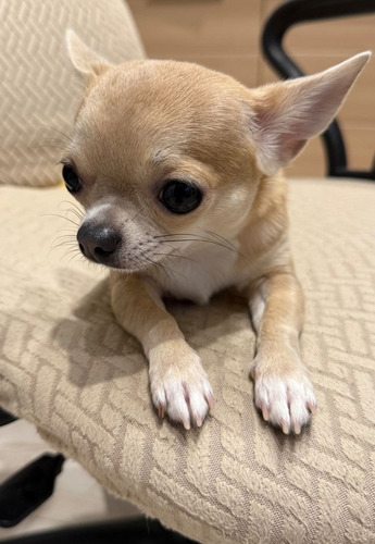 Chihuahua 7 Marrón