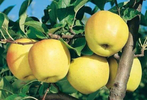 Manzana Amarilla Golden No Es Semilla Son Frutales Injertos