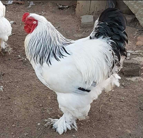 Imagem 1 de 4 de Galo Brahma ( Jovem )