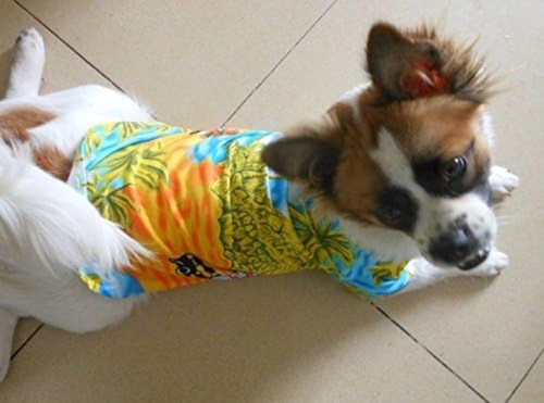 Tangpan Hawaiian Beach Cocotero Estampado Perro Camisa Veran