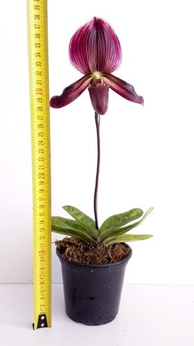 Orquídea Rara Sapatinho Paphiopedilum Maudiae Black Jack | Frete grátis