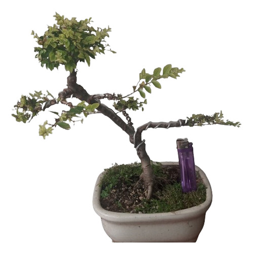 Bonsai De Olmo Chino 15 Años De Jinsei Bonsai