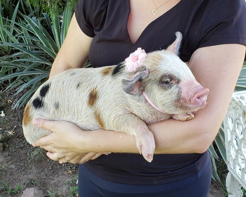 Mini Pig. Micro Pig. Mini Porco.