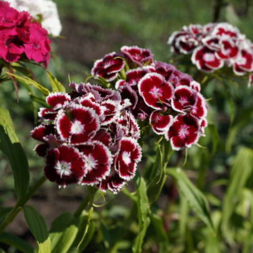 4x Sementes De Cravina Gaiety (sortida) Topseed