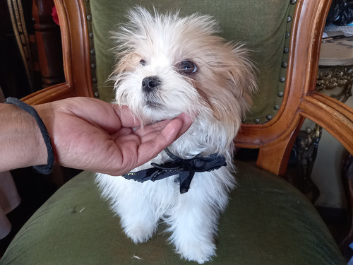 Yorshire Biewer Terrier Miniatura 5 Meses Ilame 099 8067 333