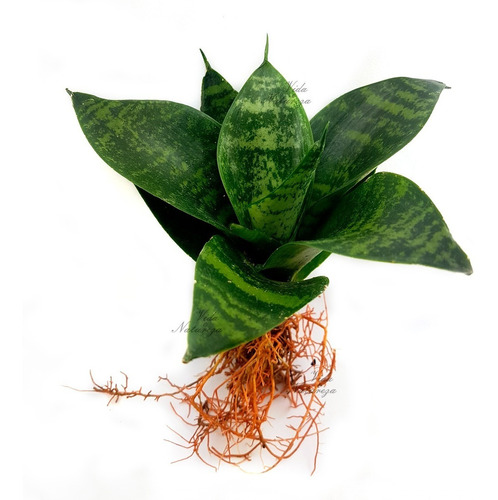 Muda Mini Espada De São Jorge Sansevieria Trifasciata Hahnii