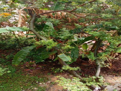 Imagem 11 de 13 de Casa Térrea Para Venda - Cidade Julia - Id 919 - 919