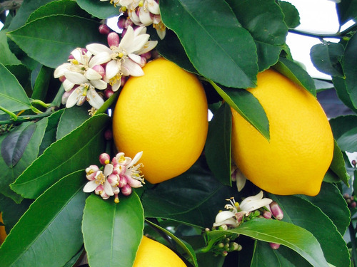 Limon