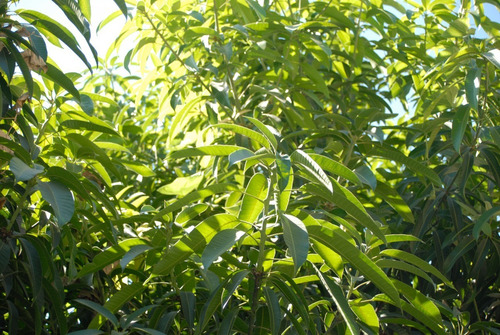 Hojas De Mango 1 Kg