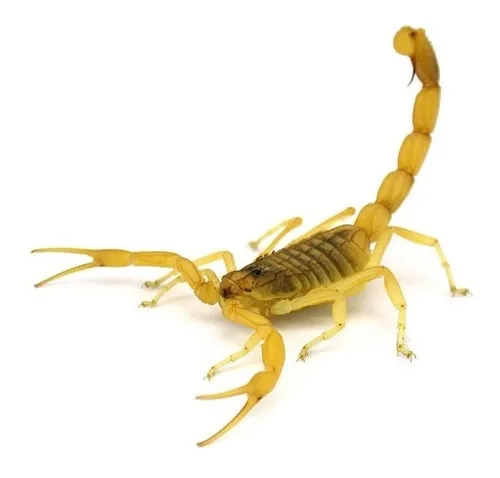 Espanta Alacran Por Ultrasonido Escorpion Alacranes
