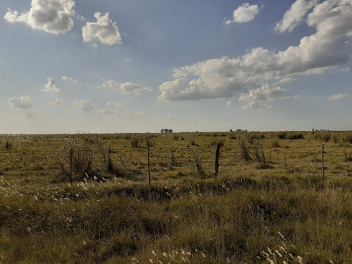 Imagen 3 de 21 de Campo Ganadero En Roque Perez Muy Bien Ubicado A 15 Km Del Asfalto