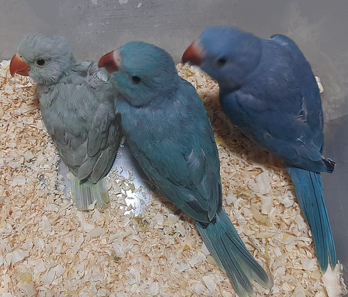 Filhote Ring Neck Mansinho Pet Reserva Só Rj
