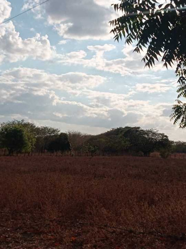 Imagen 13 de 14 de Finca 303 Hectáreas En Guárico, Vía Santa Rita.