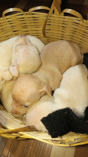 Chihuahuas Cachorros