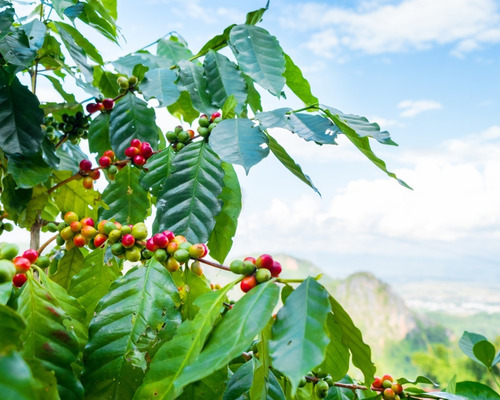 Imagen 2 de 3 de Café Los Frailes Lavado Grano 250 Gr