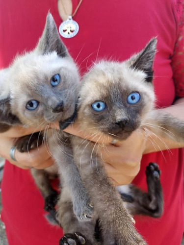 Imagen 5 de 8 de Gatitos Siameses Puros Entrega Ya .