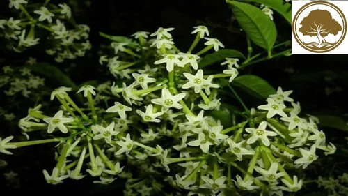 Huele De Noche Planta  Paq De 4 Pzas A Elegir 11 Variedades