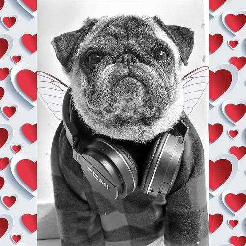 Imagem 2 de 5 de Filhotes De Pug