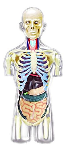 Kit De Modelo 3d De Cuerpo Humano Transparente