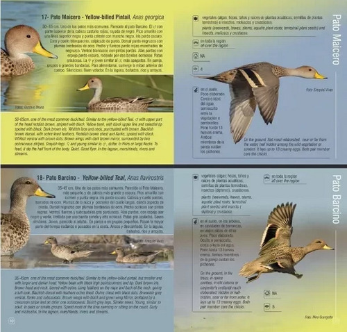 Bruno: Guía De Campo De Aves Del Mar De Ansenuza Córdoba