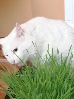 Cat Grass | Pasto Para Gatos | Único Mix De Cereales |