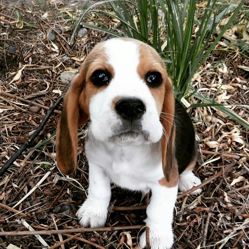 Cachorros Beagles . Calidad Y Sanidad.