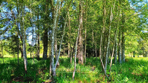 Parcela Panguipulli Sector Los Tayos ¡tu Oportunid...