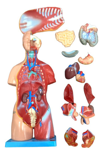 Modelo Anatomico Torso De 45cm Bissexual/assexuado 25 Partes