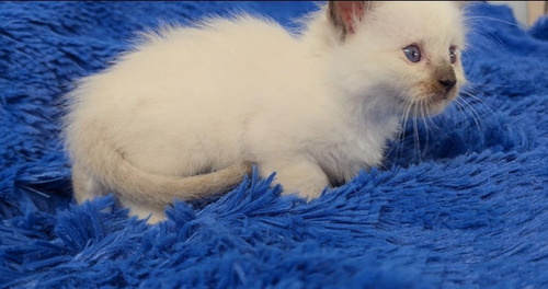 Gatitos Ragdoll, Con Pedrigee Y Registro Nacional E Int. Seal