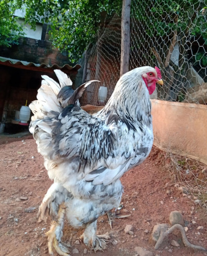 Ovos Da Raça Bhrama