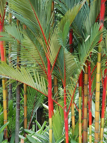 100 Semillas De Cyrtostachys Renda (palma Roja Exótica)
