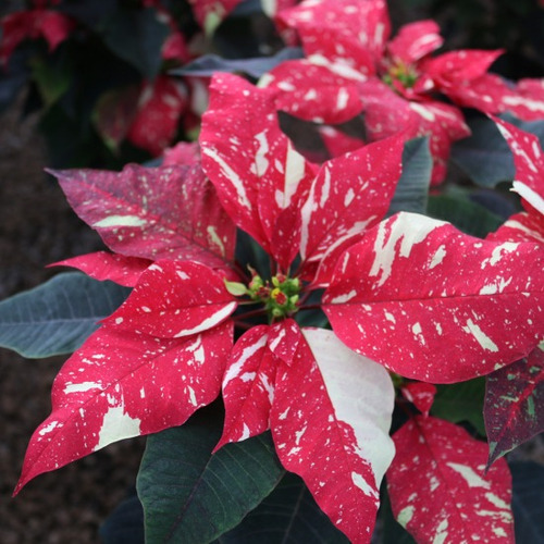 50 Semillas De Flor De Noche Buena Variegada