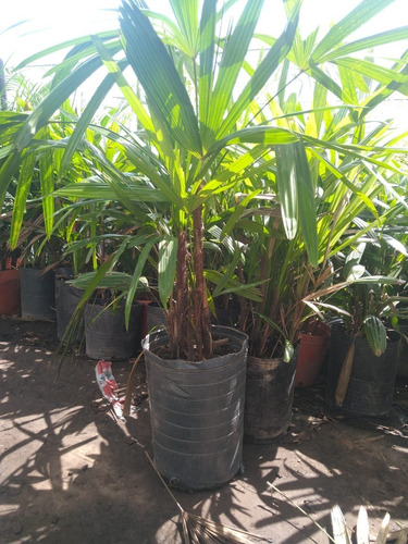 Palmera Raphis En Envase De 10 Litros. Interior Y Exterior