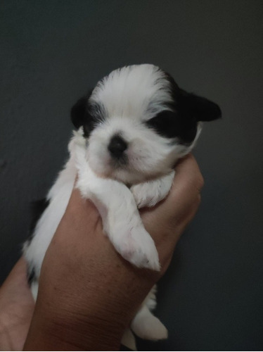 Shih Tzu Cachorros