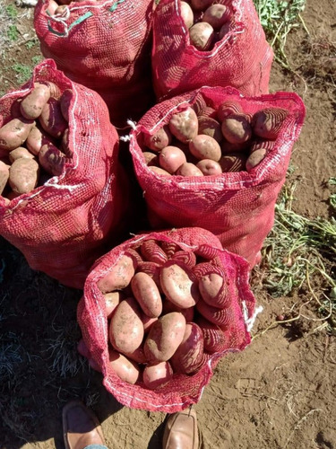¡arriendo Agrícola En Pitrufquén Por $4m Anuales!
