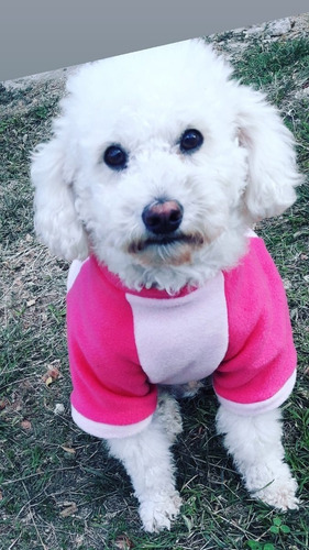 Buzo Para Perro Polar Manga Ranglan Talle M