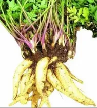 Comprar 100 Mudas De Batata Salsa, Batata Baroa, Mandioquinha Salsa 